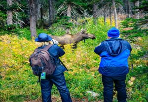 people looking at elk in Montana